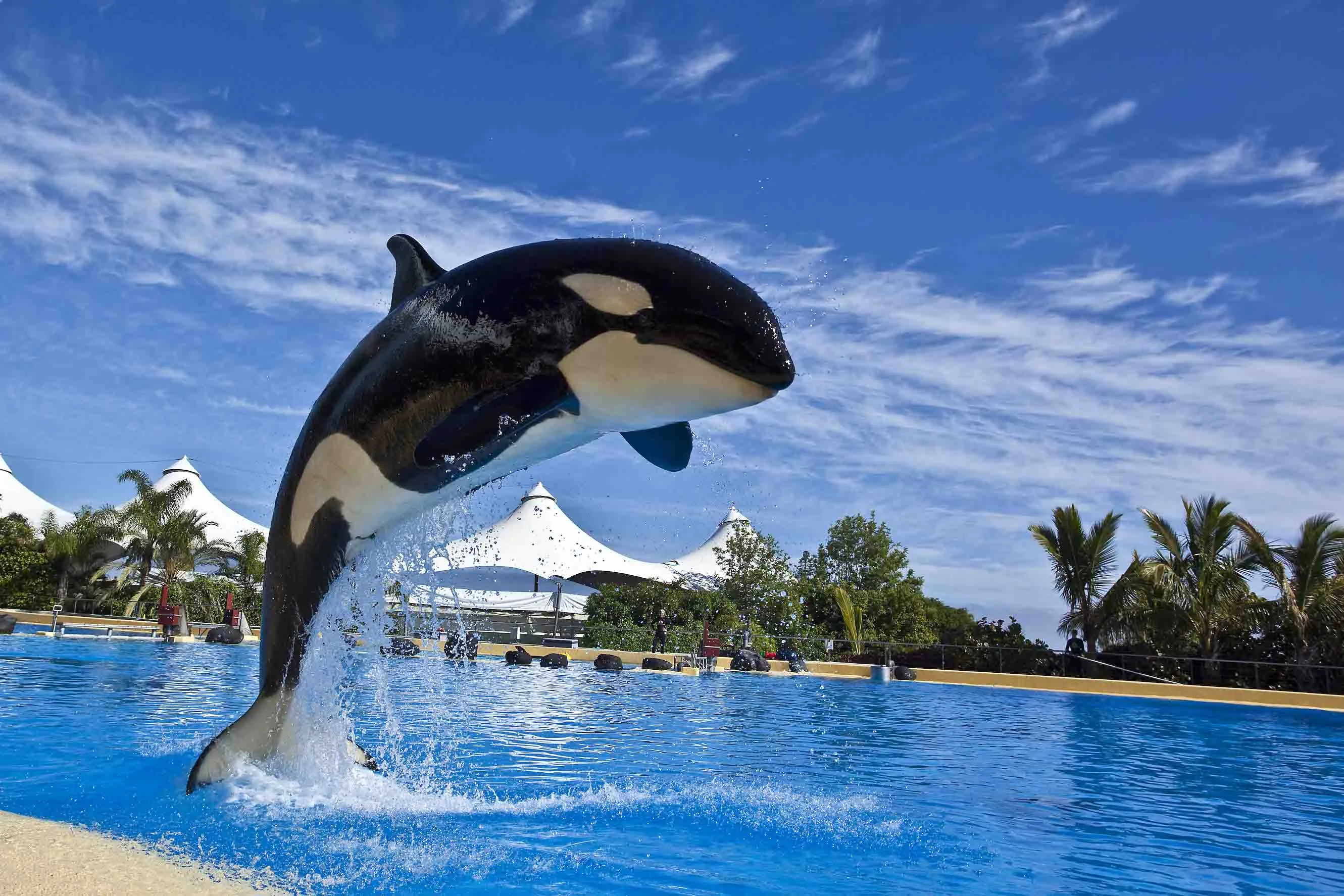 Orkabemutató a Loro Parque-ban