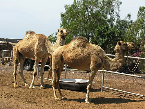 Tevék Tenerife egyik teveparkjában