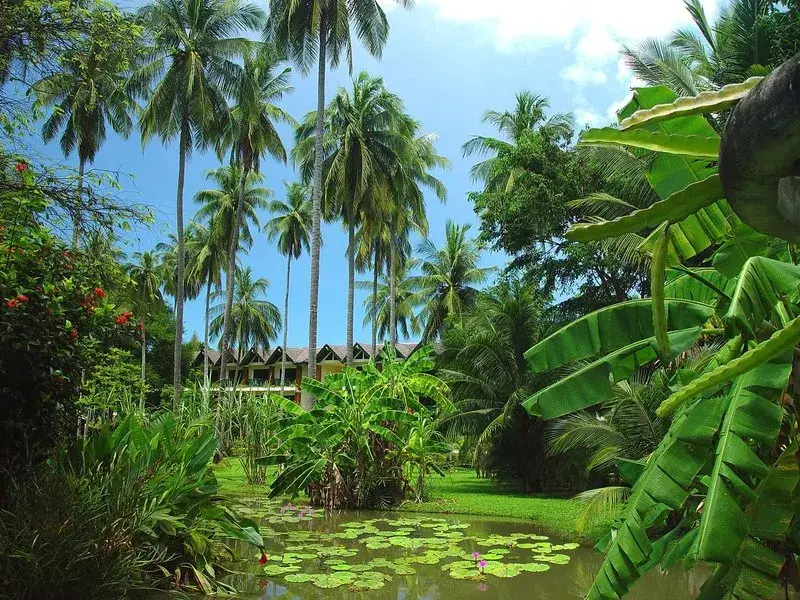 Medencés trópusi kert a Duangjitt Resort & Spa phuketi szállodában